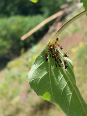 Aphidomorpha