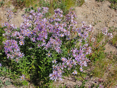 Eucephalus ledophyllus ledophyllus