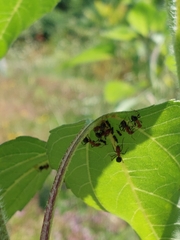 Aphidomorpha