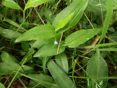 Commelina diffusa
