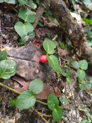 Mitchella repens