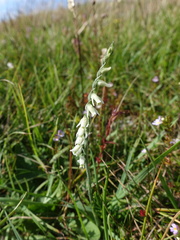 Spiranthes spiralis