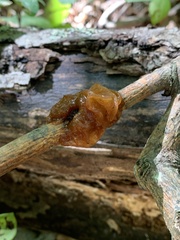 Phaeotremella foliacea