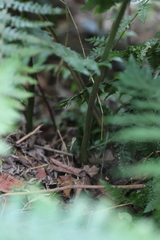 Blotiella