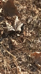 Hemorrhois hippocrepis