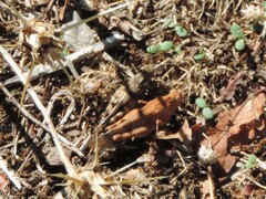 Oedipoda caerulescens