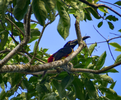 Pteroglossus torquatus