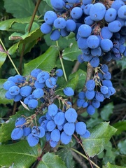 Berberis aquifolium