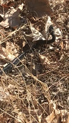 Hemorrhois hippocrepis