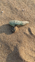 Physalia physalis