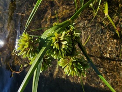 Cyperus eragrostis