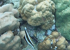 Heniochus chrysostomus