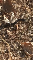 Hemorrhois hippocrepis