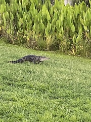 Alligator mississippiensis