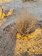 Aristida adscensionis