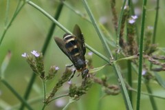 Dielis plumipes