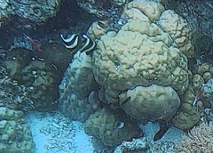 Heniochus chrysostomus