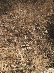 Hemorrhois hippocrepis