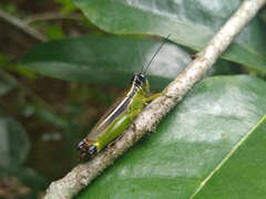 Acridoidea