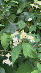 Clematis virginiana