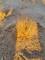 Aristida adscensionis