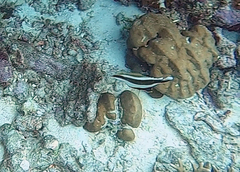 Heniochus chrysostomus