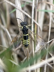 Tenthredo arcuata