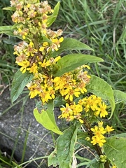 Solidago virgaurea