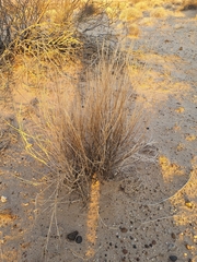 Aristida adscensionis