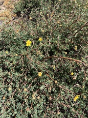 Dasiphora fruticosa