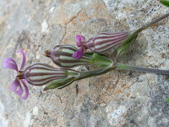Silene secundiflora