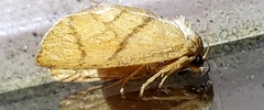 Apoda y-inversa