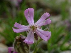 Silene secundiflora