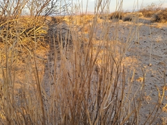 Aristida adscensionis