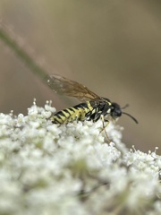 Tenthredo arcuata