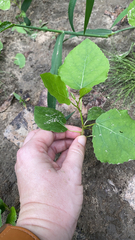 Populus