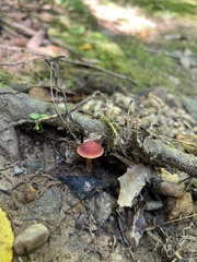 Hortiboletus