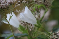 Calystegia sepium