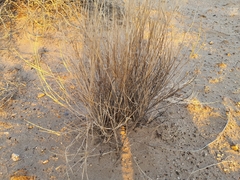 Aristida adscensionis