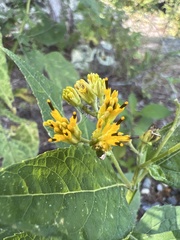 Verbesina occidentalis