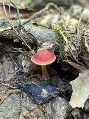 Hortiboletus