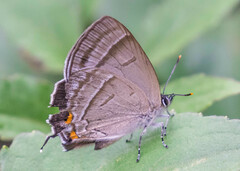 Chrysozephyrus birupa