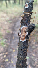 Peniophora albobadia