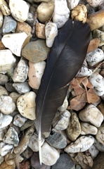 Corvus