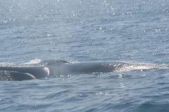 Balaenoptera physalus