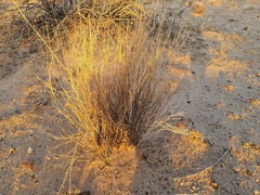 Aristida adscensionis