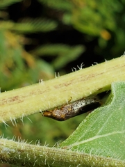 Homalodisca vitripennis