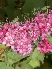 Anthophila