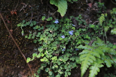 Lobelia minutula