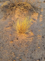 Aristida adscensionis